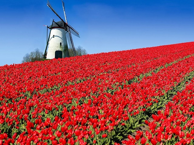 Parada Kwiatów w Keukenhof